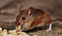 24 Hour & Emergency Exterminators in Waterboro, ME